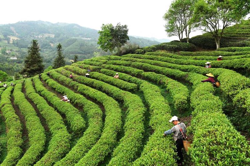 茶园采摘