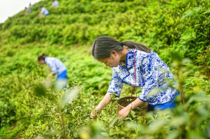 凤凰沟景区：春日里的绿意盎然
