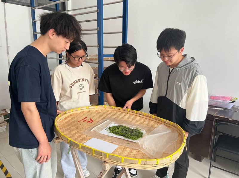 蚕桑体验